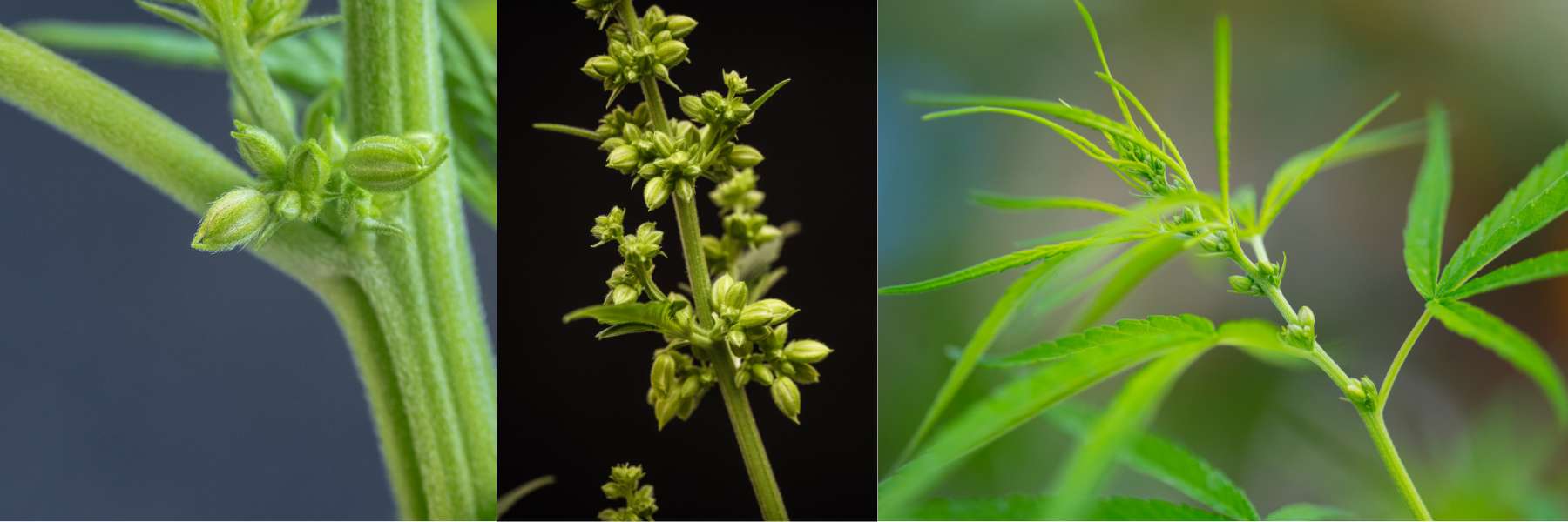 Männliche Cannabis-Blüten