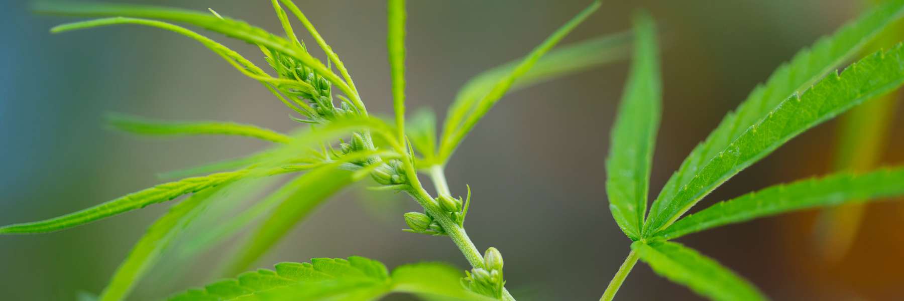 Männliche Cannabis-Blüte