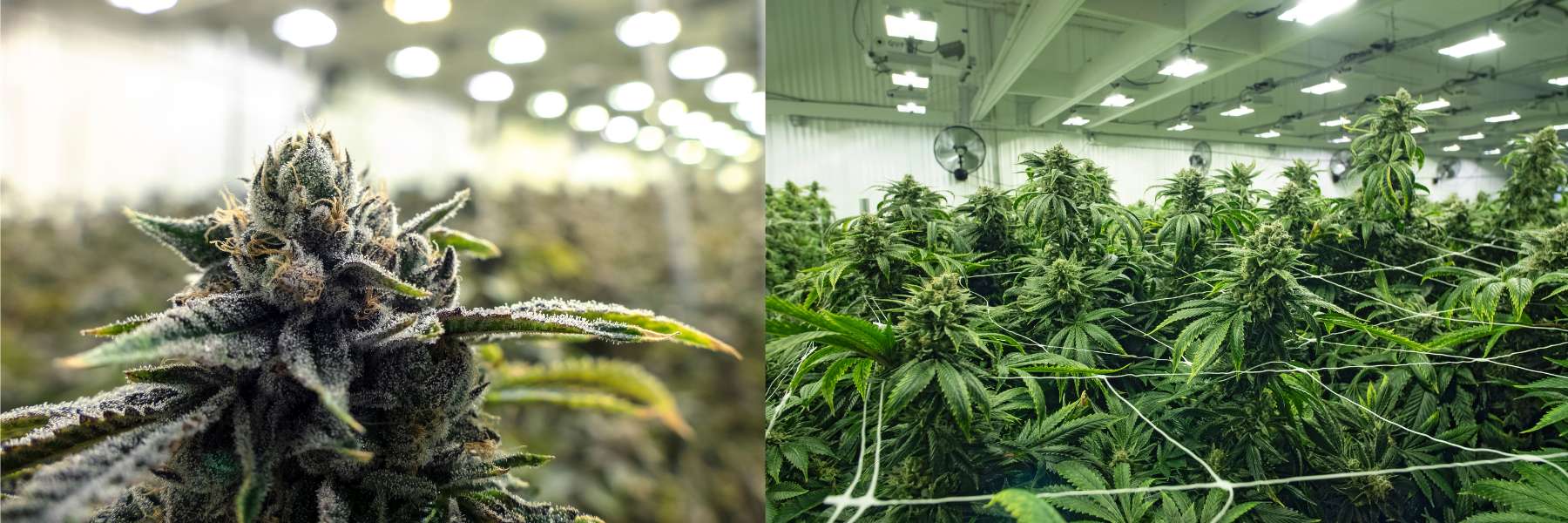 Weibliche Cannabis-Blüten in einem Growroom