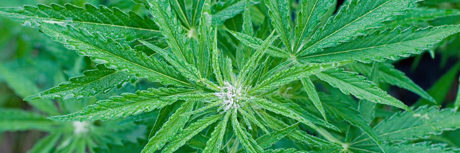 Junge weibliche Cannabis-Blüte