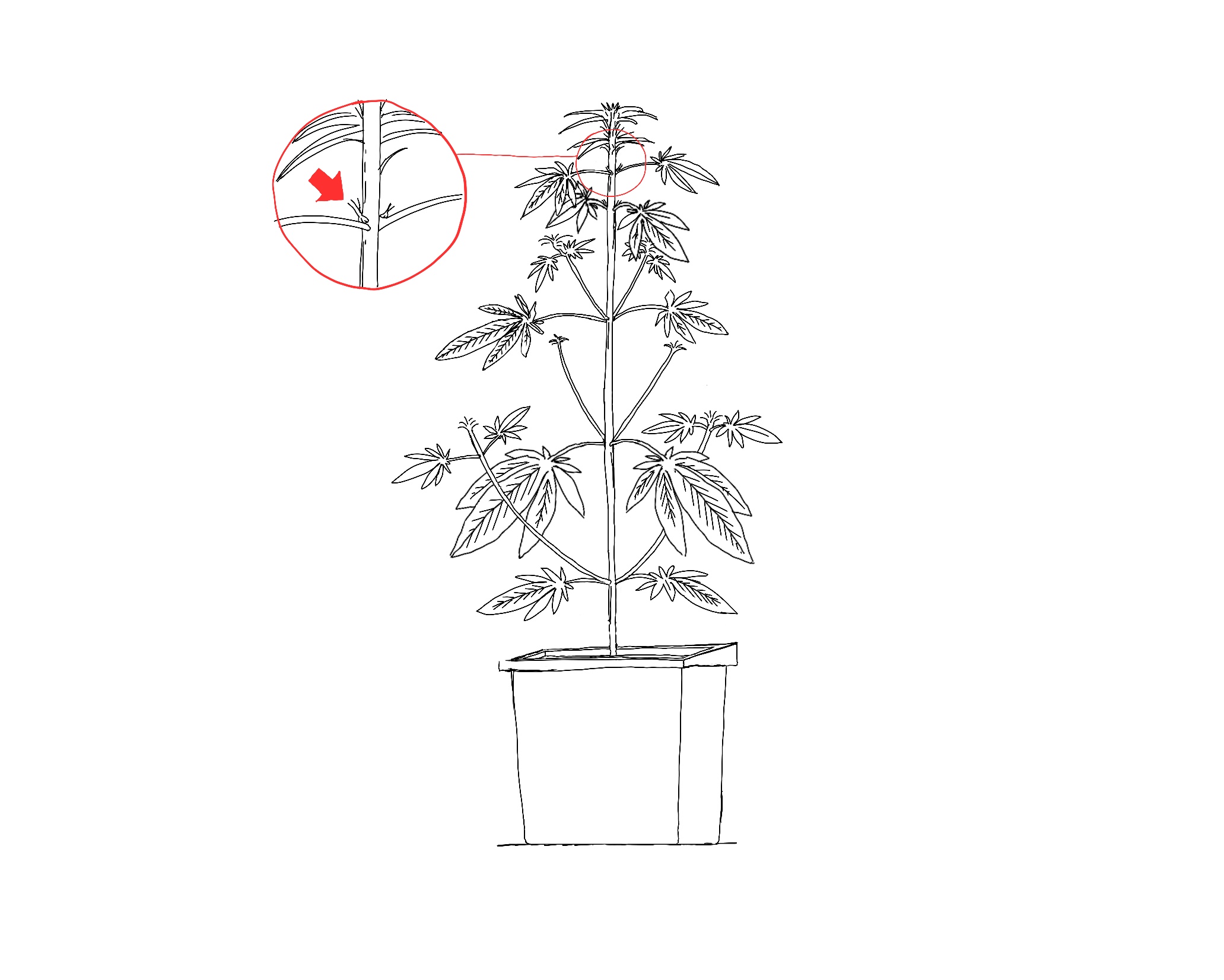 Weibliche Blüte der Cannabis Pflanze in der Frühphase