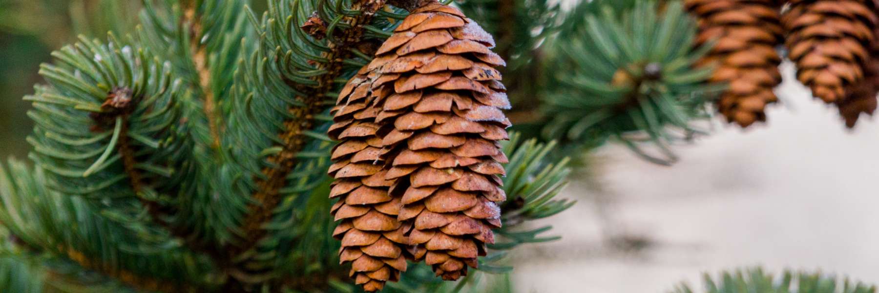 Myrcen in Tannenbäumen