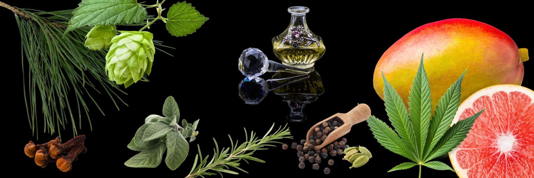 Myrcen und Humulen beste Terps im Gras