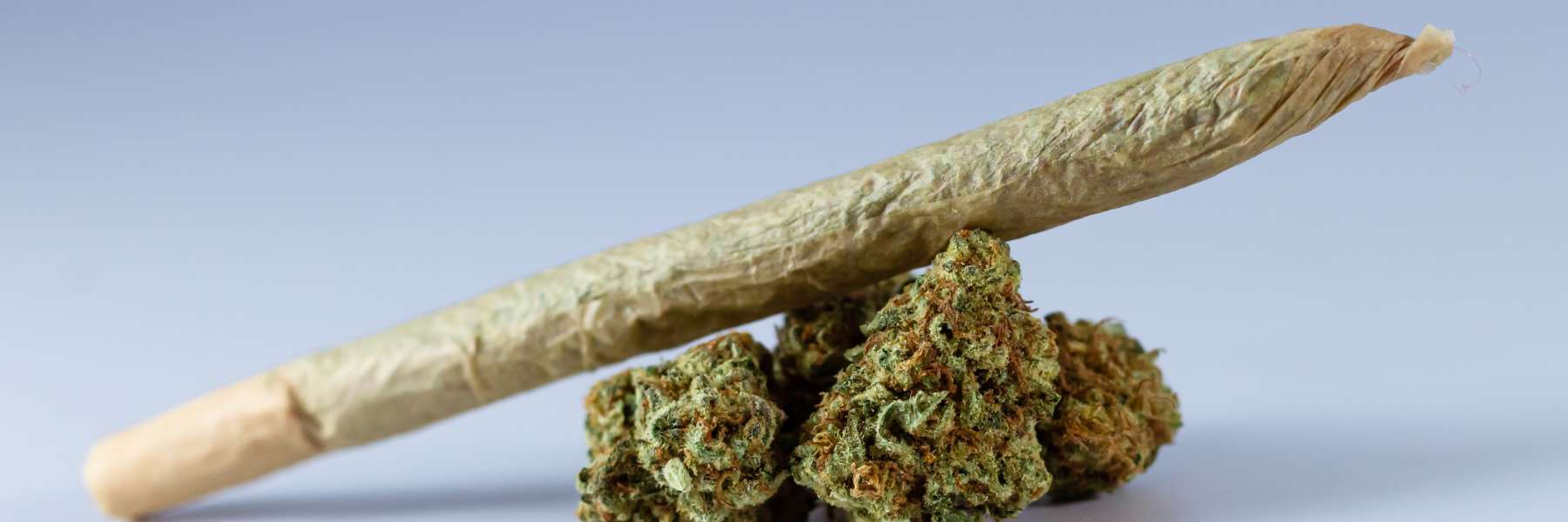 Sorten mit vielen Terps