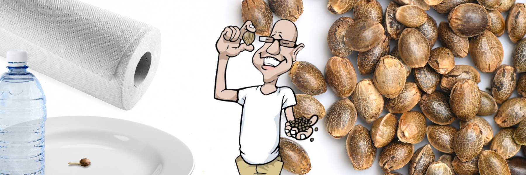 keimen in zewa tüchern