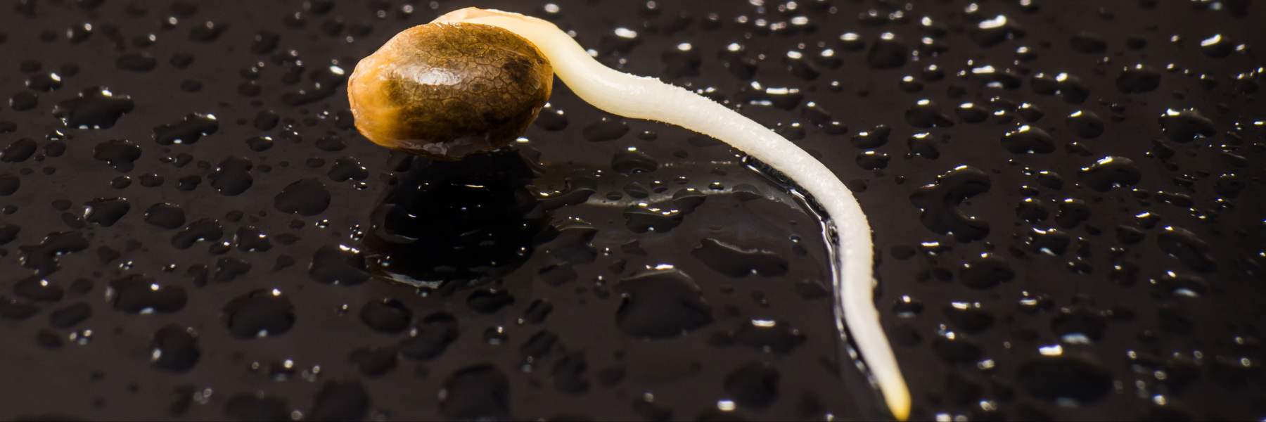 keimmethoden für seeds