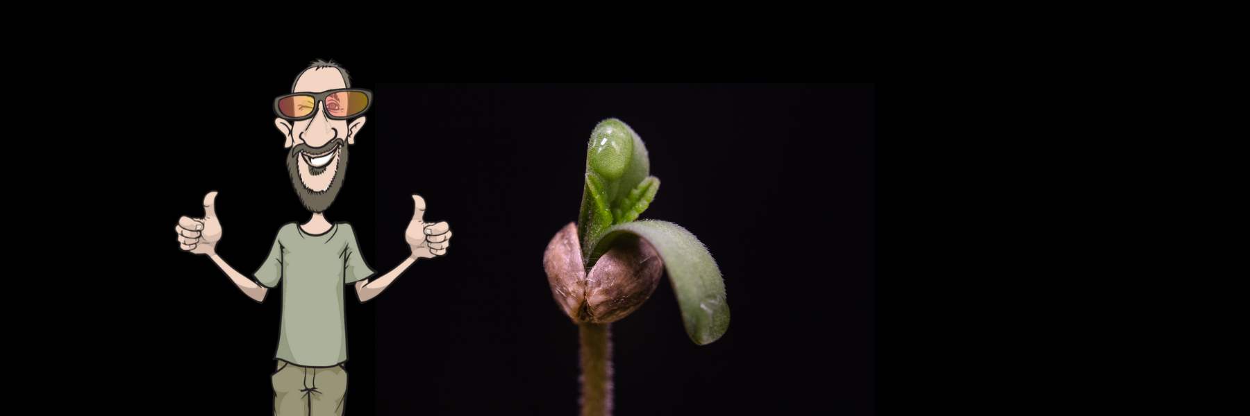 seeds germinating fehler