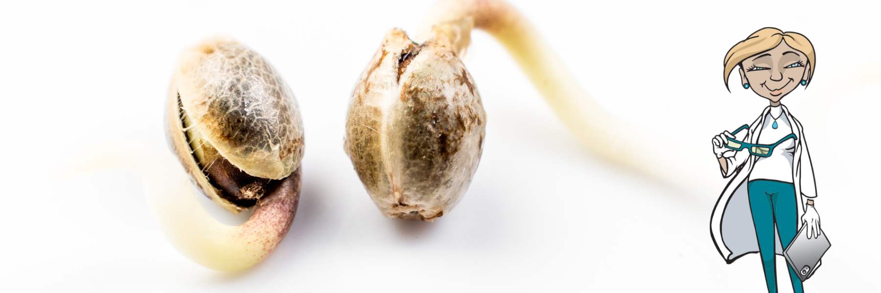 cannabis samen richtig keimen