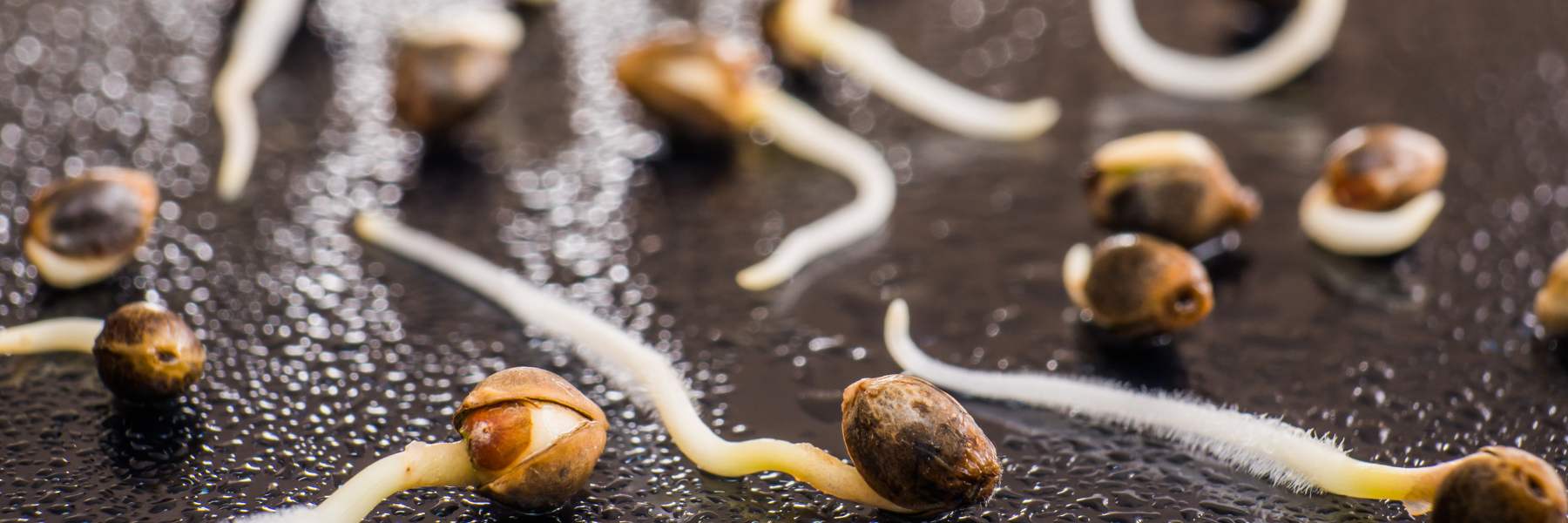 100% keimquote sichere methode