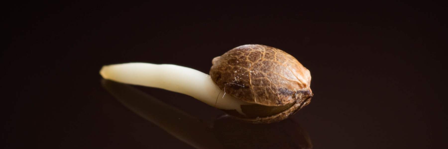 cannabis samen einpflanzen dirkt im substrat